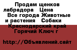 Продам щенков лабрадора › Цена ­ 20 000 - Все города Животные и растения » Собаки   . Краснодарский край,Горячий Ключ г.